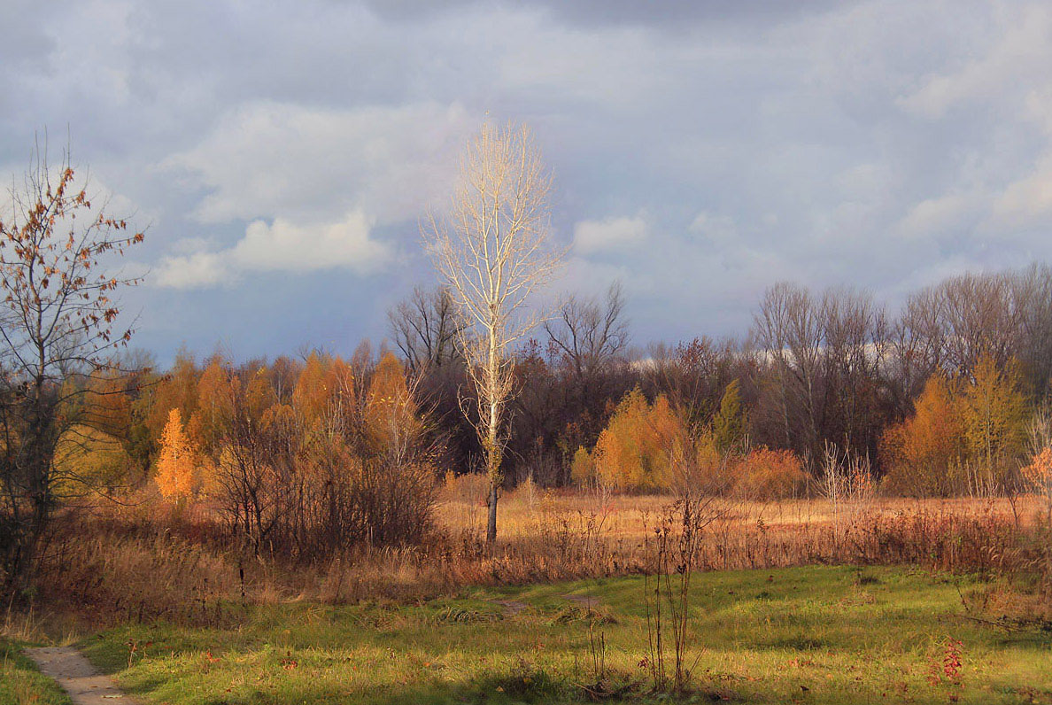 фото "Молодой красавец: один - а в поле воин!" метки: пейзаж, лес, осень