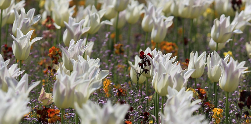 photo "***" tags: nature, flowers