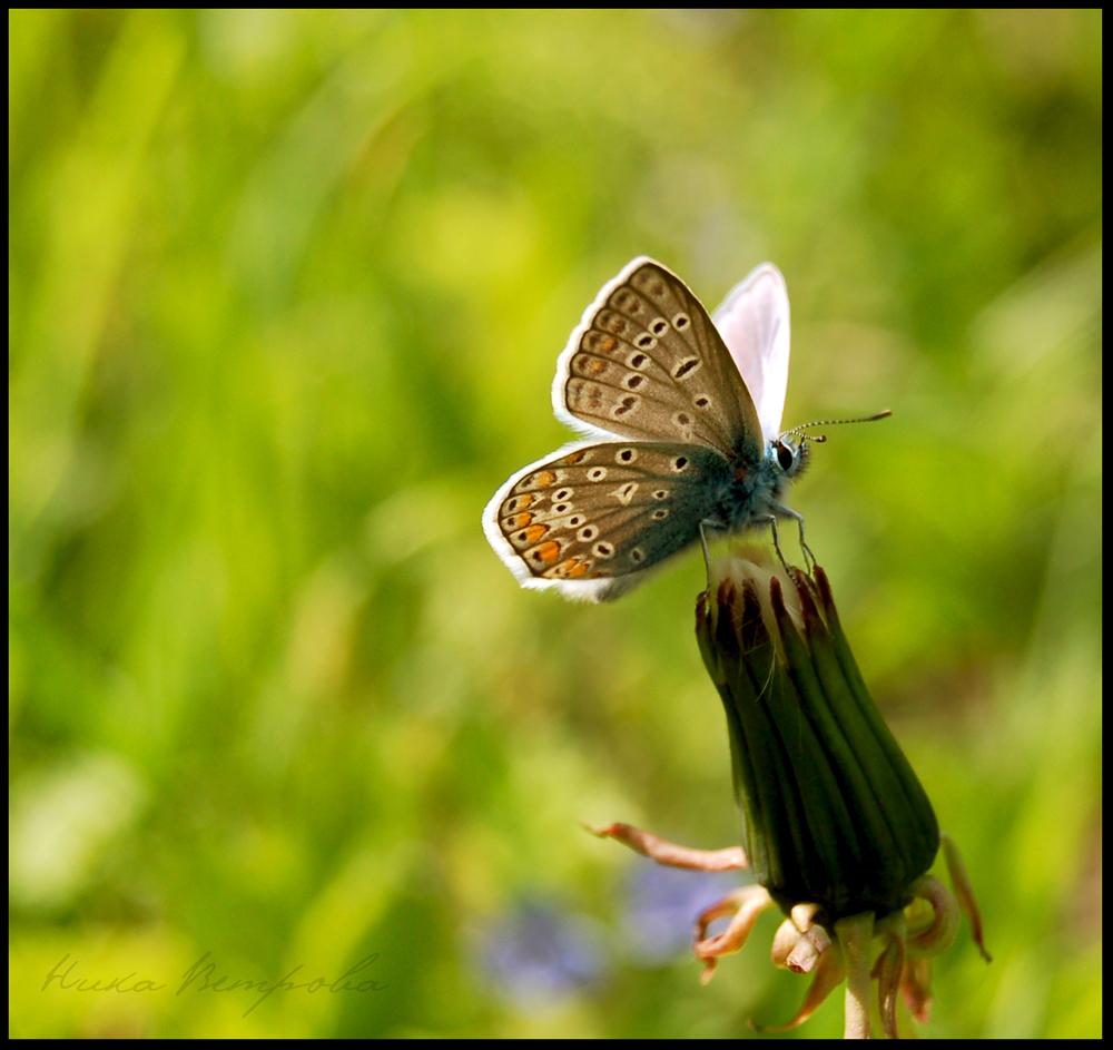 photo "***" tags: nature, insect