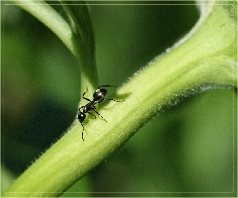 photo "Adventure" tags: nature, macro and close-up, insect