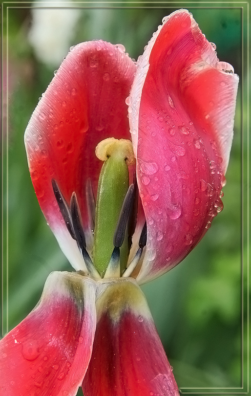 photo "After rain. Red Tulip." tags: nature, macro and close-up, flowers