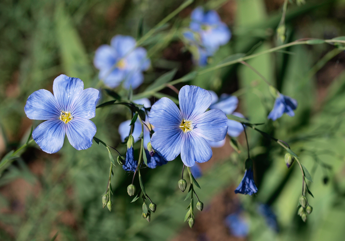 photo "***" tags: nature, flowers