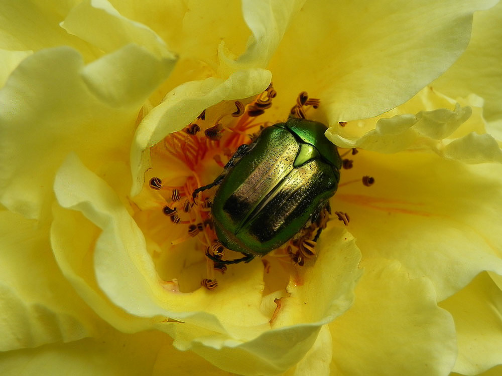 photo "***" tags: nature, macro and close-up, insect