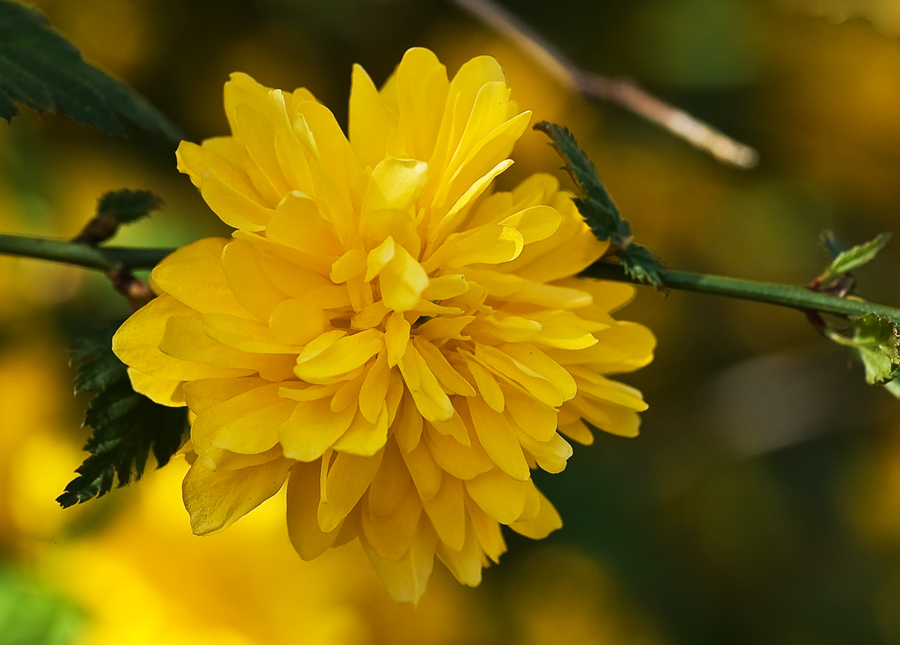 photo "***" tags: nature, macro and close-up, flowers