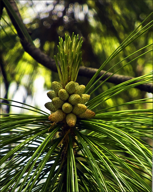 photo "Spring" tags: , 