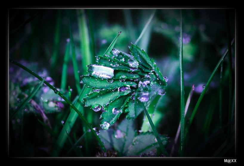 photo "***" tags: nature, macro and close-up, flowers