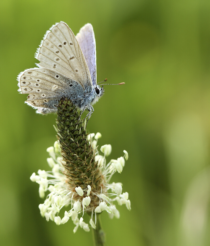 photo "***" tags: nature, insect