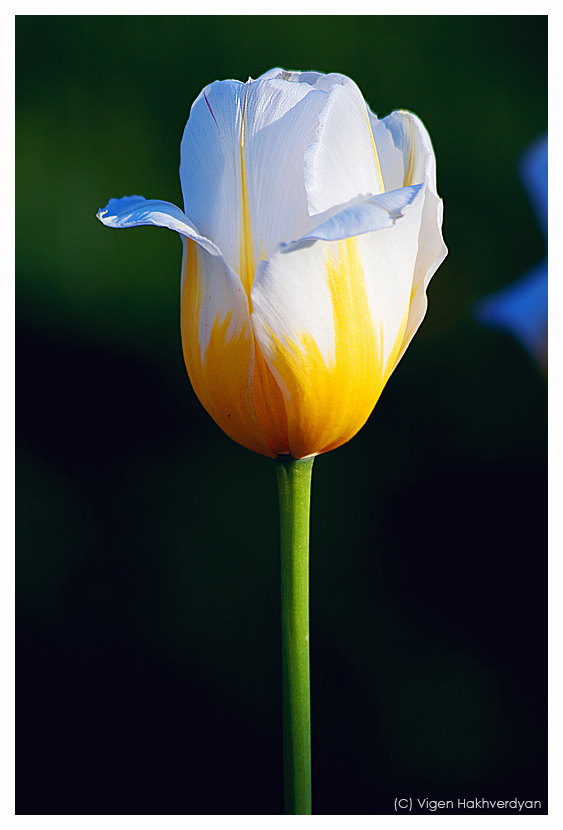 photo "Tulip solo" tags: nature, macro and close-up, flowers