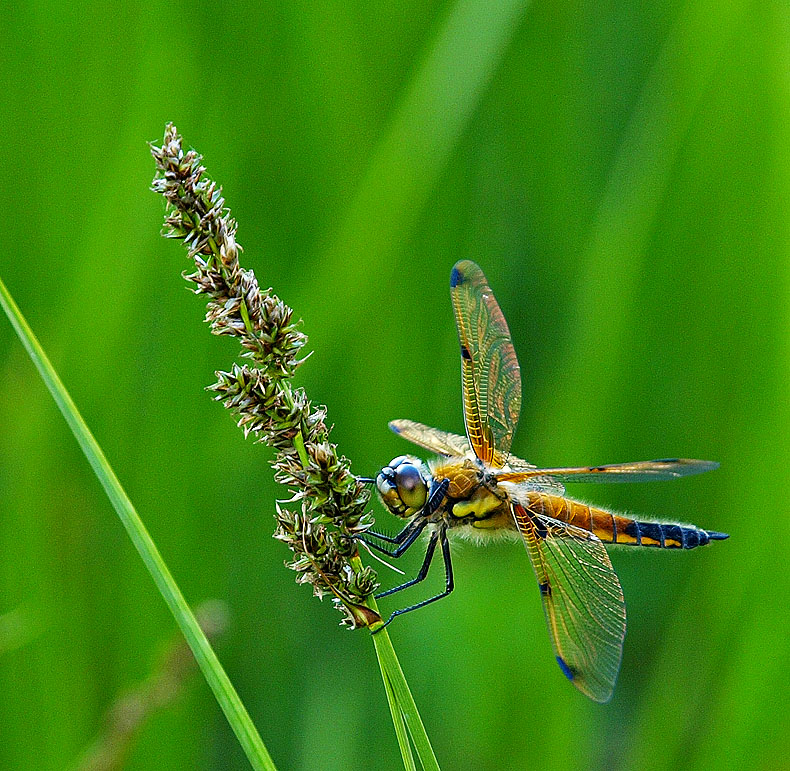 фото "Anisoptera" метки: природа, насекомое