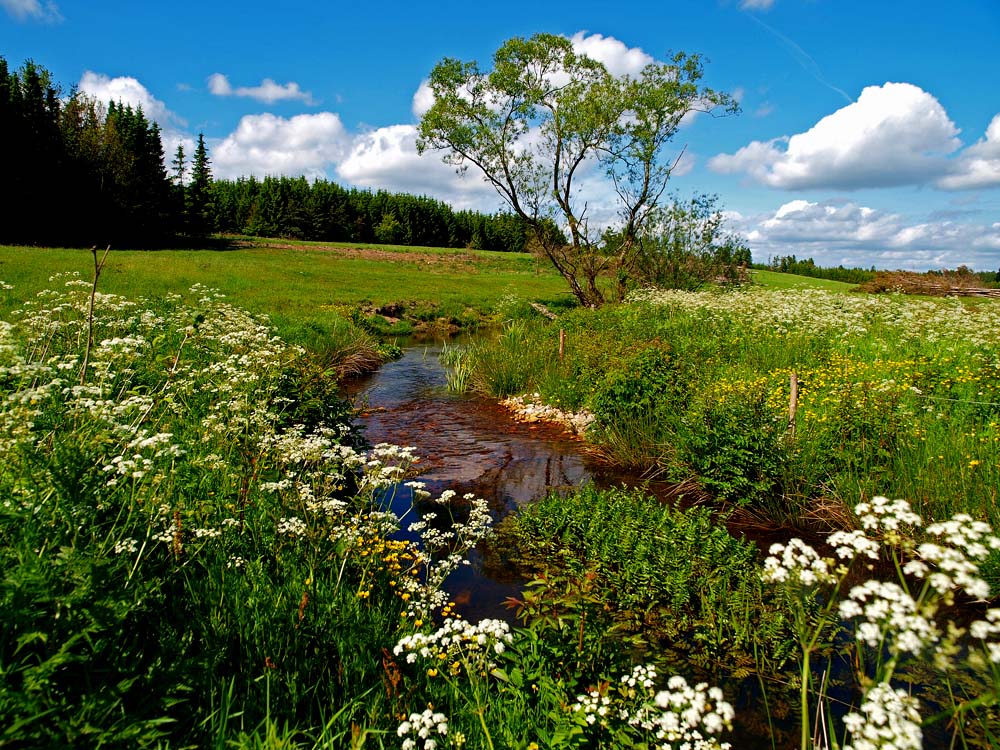 photo "Paradise In Jutland" tags: nature, landscape, summer