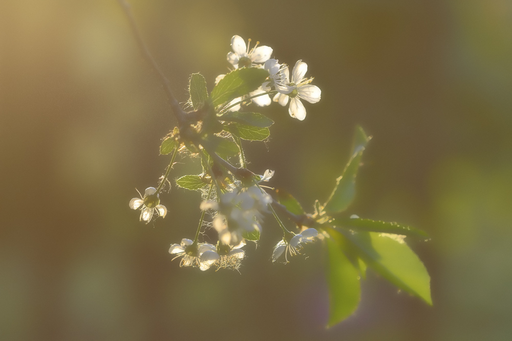 photo "***" tags: nature, flowers