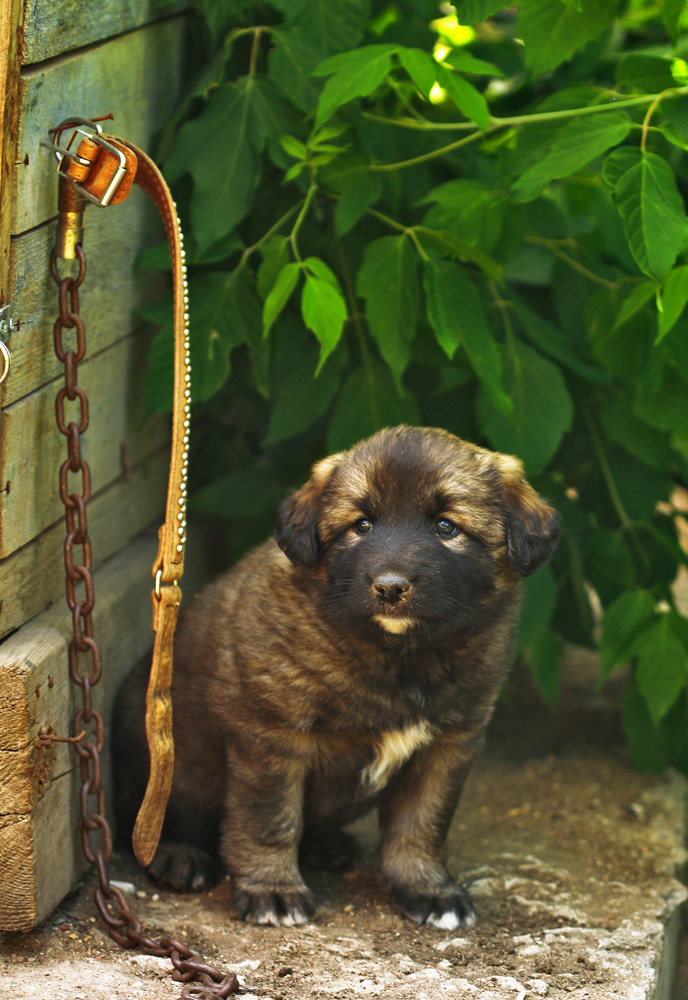 photo "***" tags: nature, reporting, pets/farm animals