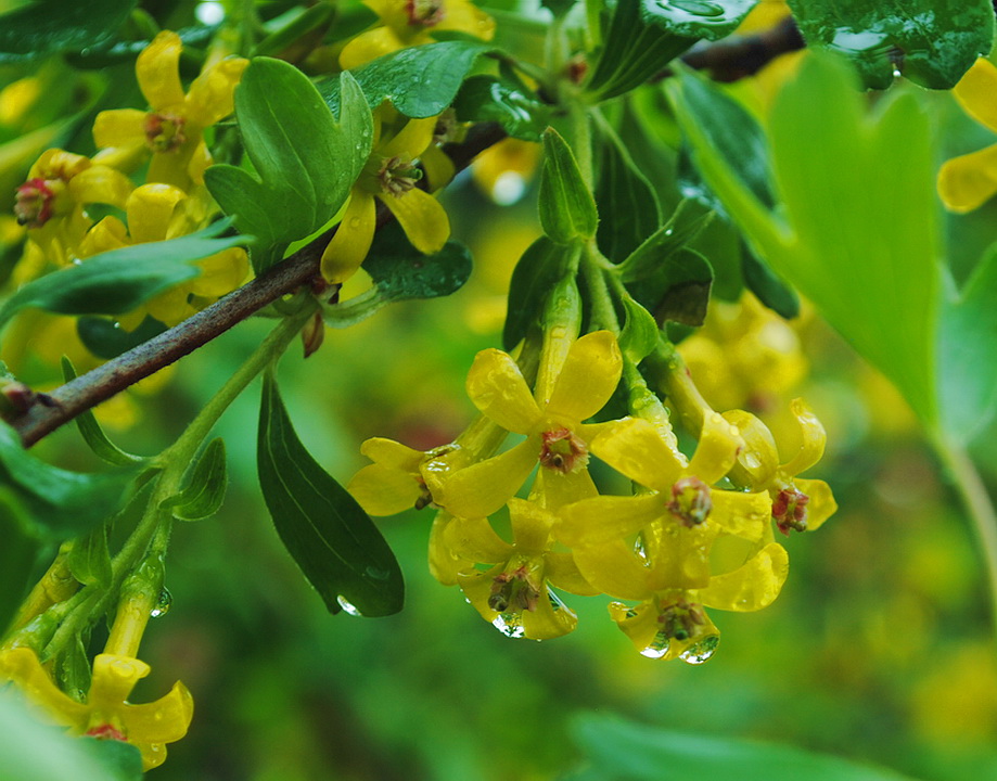 photo "***" tags: nature, flowers