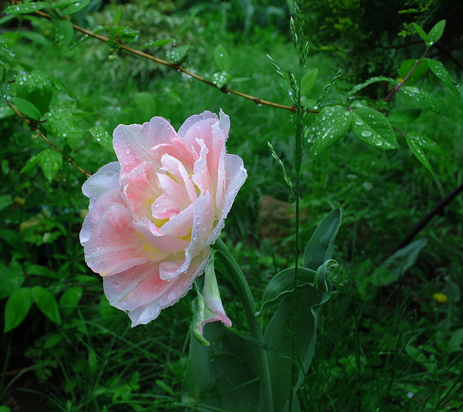 photo "***" tags: nature, flowers