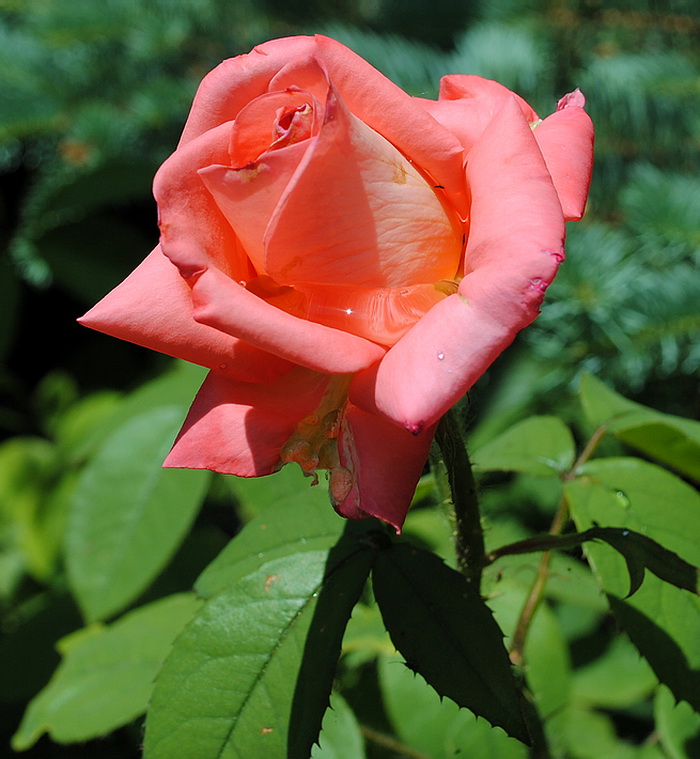 photo "***" tags: nature, flowers