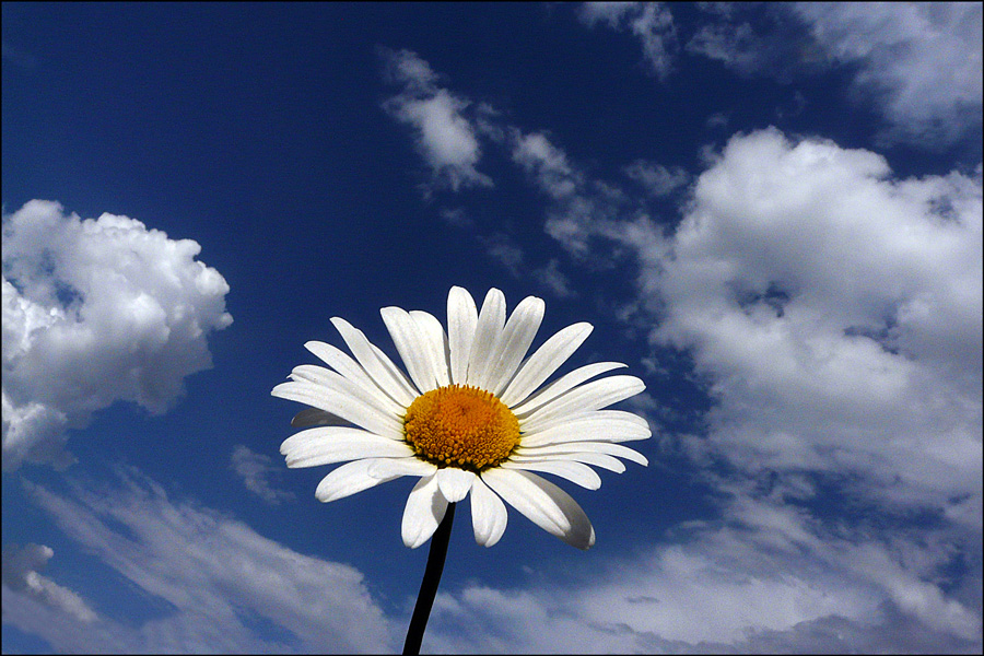 photo "Ode to Joy" tags: nature, macro and close-up, clouds, flowers, sky, spring