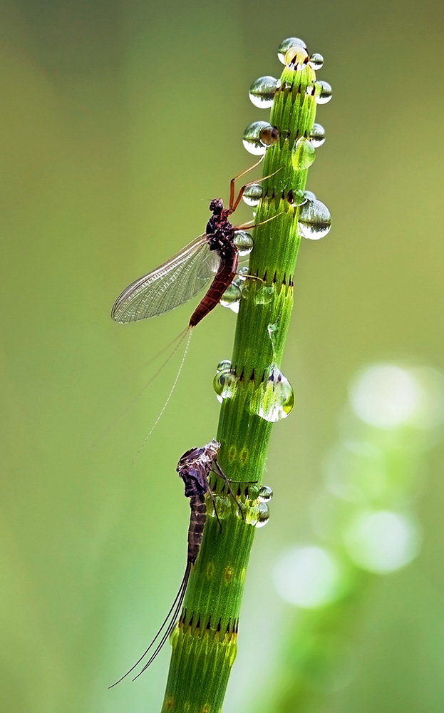 photo "***" tags: macro and close-up, 