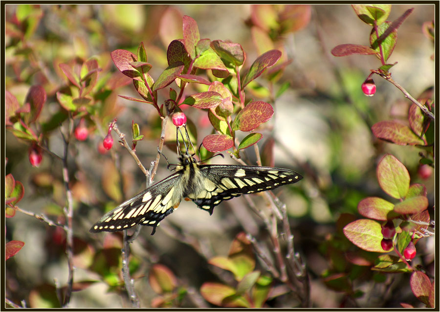photo "***" tags: nature, flowers, insect