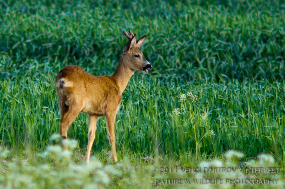 photo "Young deer..." tags: nature, wild animals