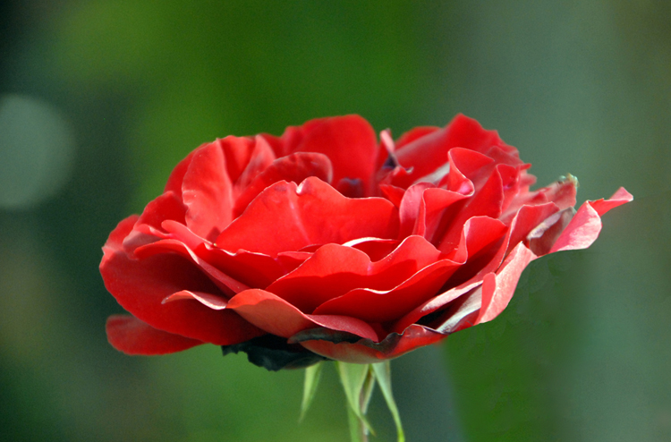 photo "RED ROSE" tags: nature, flowers