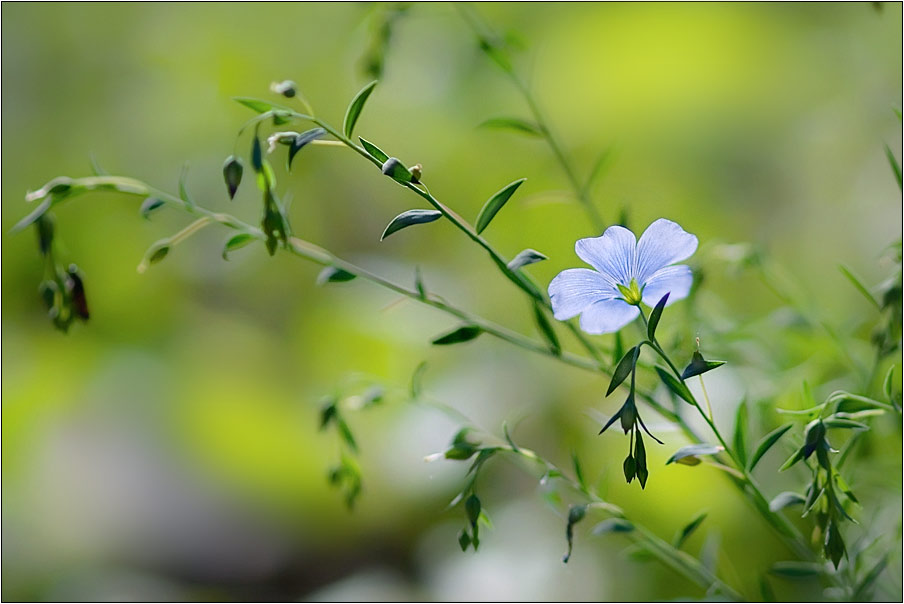 photo "***" tags: nature, flowers
