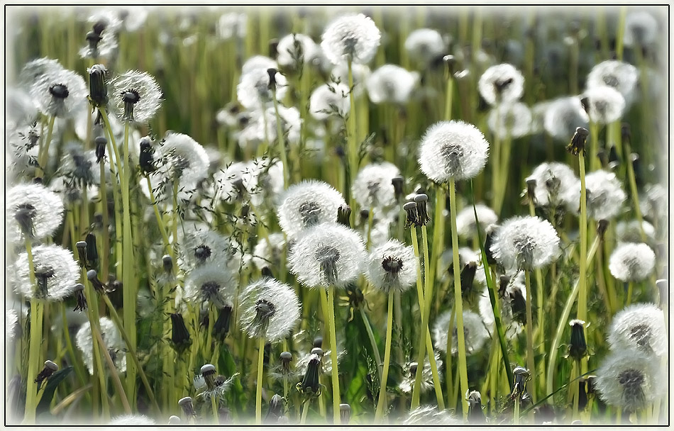 photo "***" tags: nature, flowers