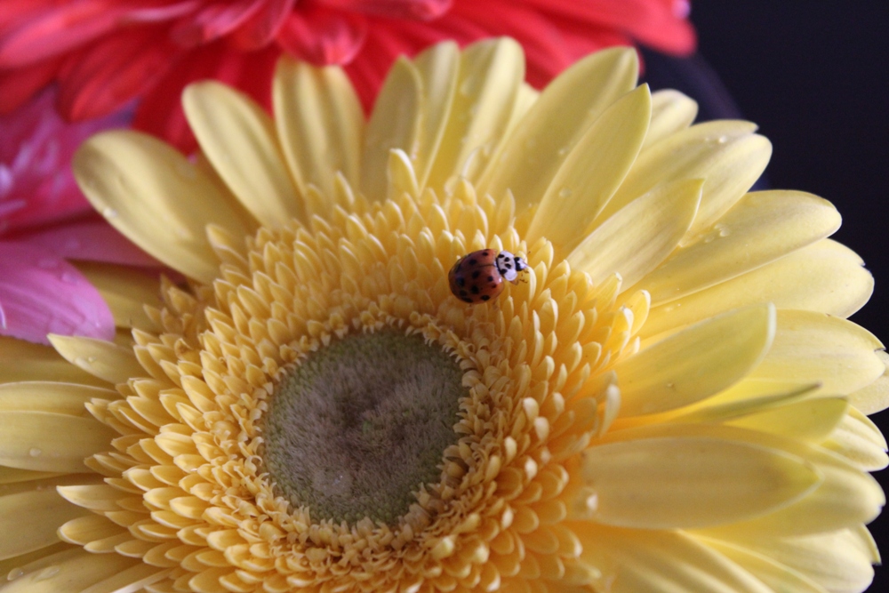 фото "Guest 2" метки: природа, насекомое, цветы