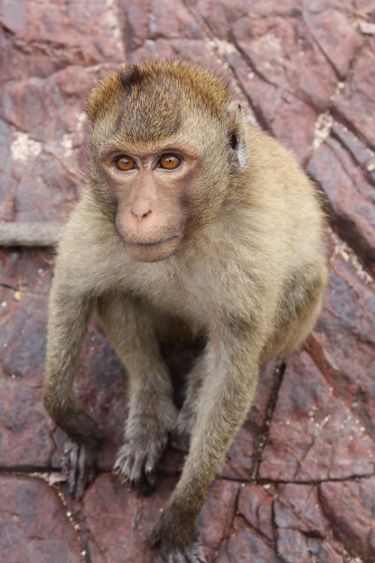 photo "sad monkey" tags: nature, travel, Asia, wild animals