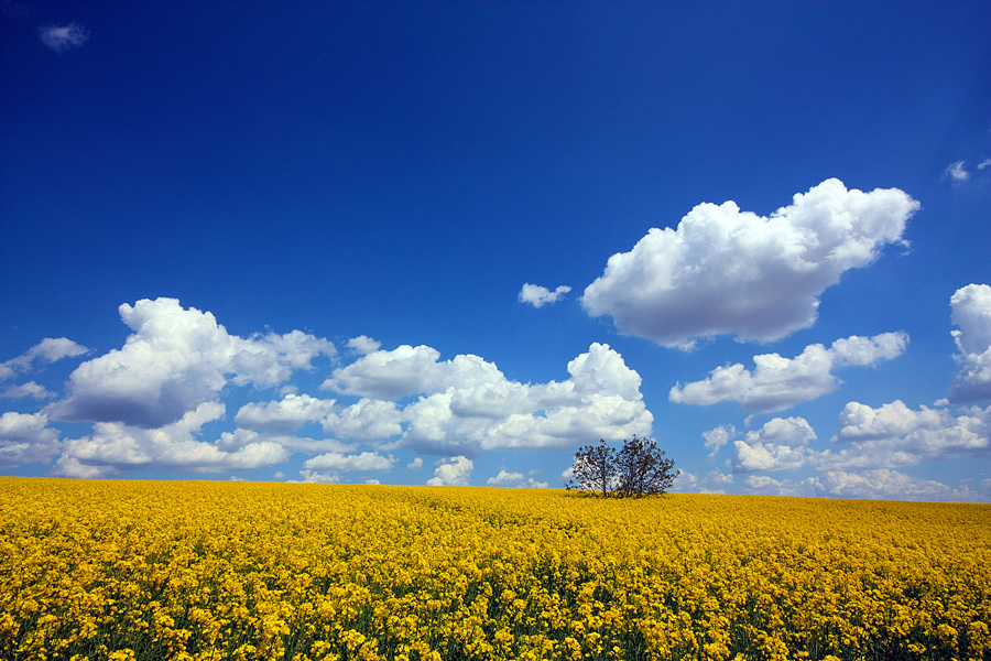 photo "Sunny landscape" tags: landscape, clouds, field, sky, spring