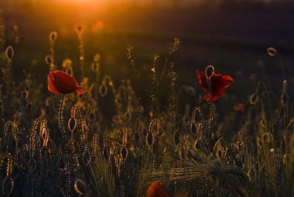 photo "***" tags: nature, landscape, flowers