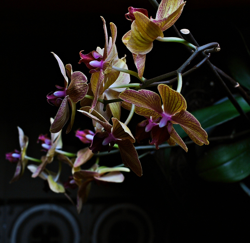 photo "***" tags: nature, flowers