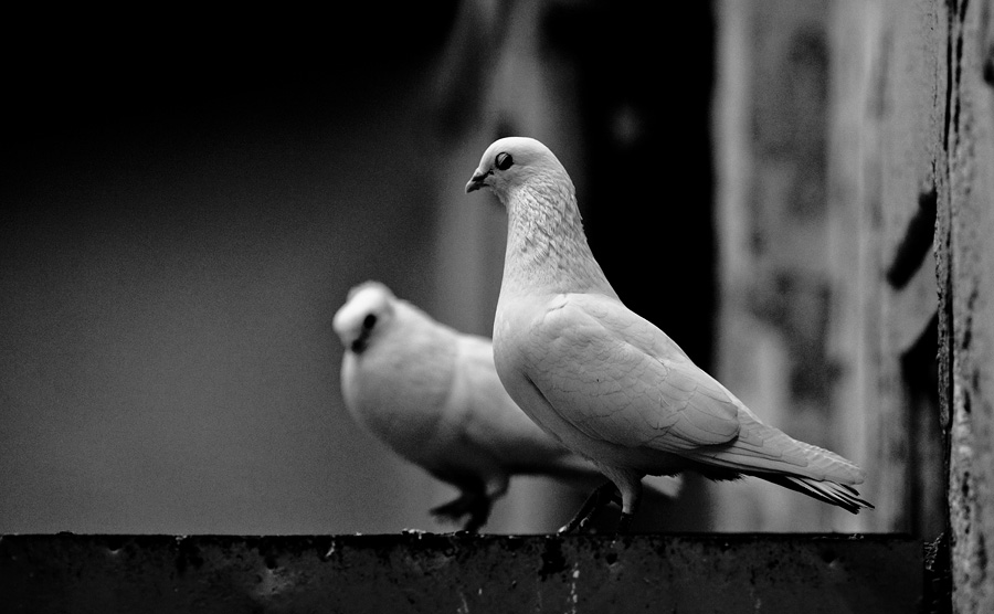 photo "***" tags: nature, pets/farm animals