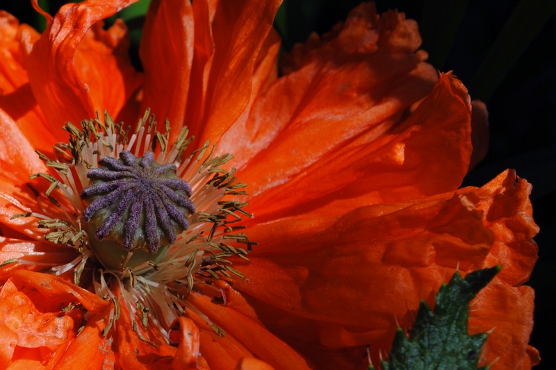 photo "***" tags: nature, flowers