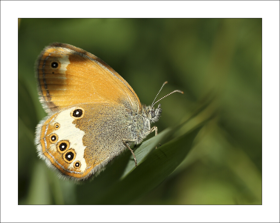 photo "***" tags: nature, insect
