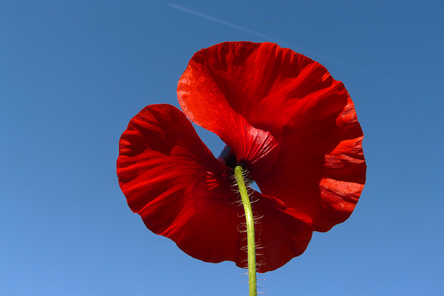 фото "Hot summer I" метки: природа, макро и крупный план, close-up, poppy, spring, небо, цветы