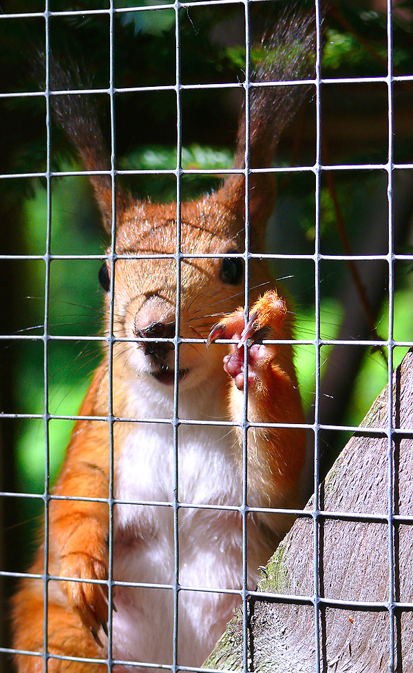 фото "FREEDOM !" метки: , 