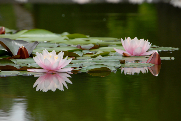 photo "LOTUS FLOWER" tags: nature, flowers