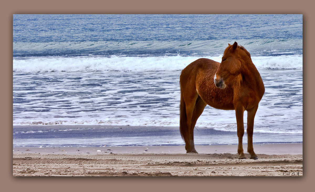 photo "***" tags: landscape, nature, spring, wild animals