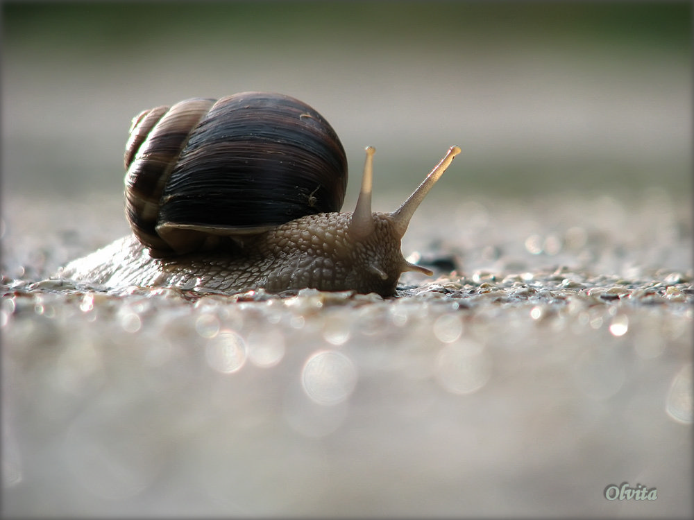 photo "***" tags: macro and close-up, 