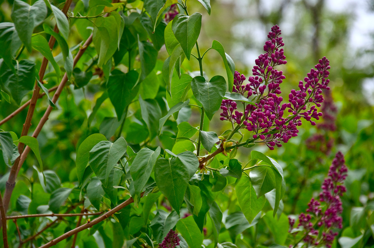 photo "***" tags: nature, flowers