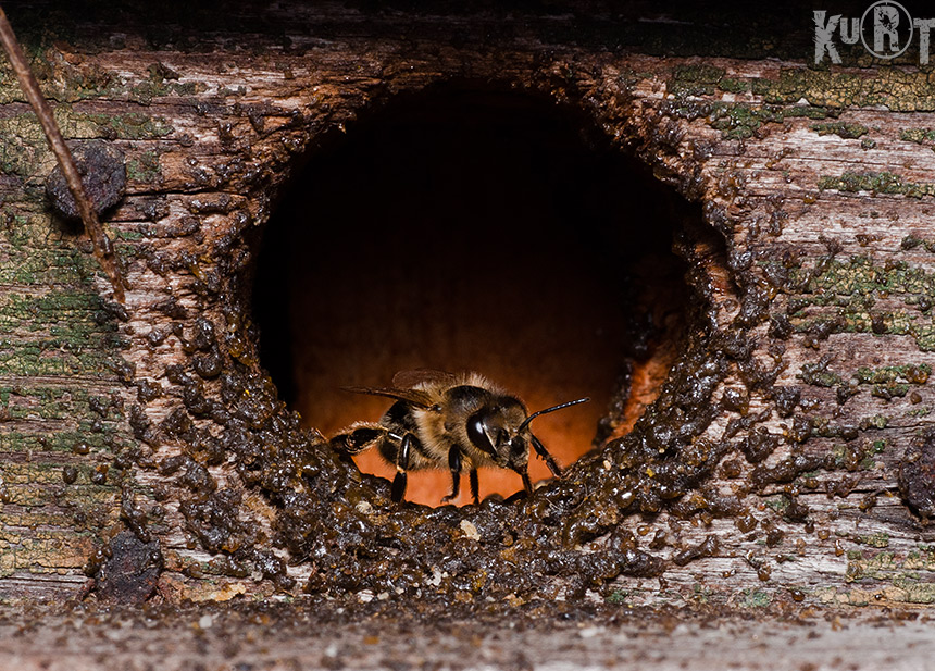 photo "пчела, пчёлы, улий" tags: nature, insect