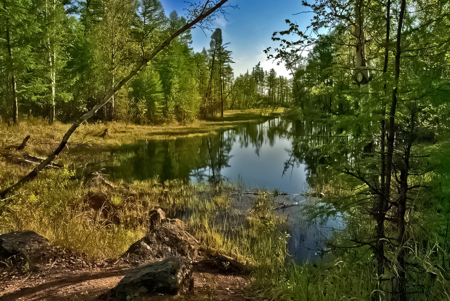 photo "***" tags: landscape, forest, summer