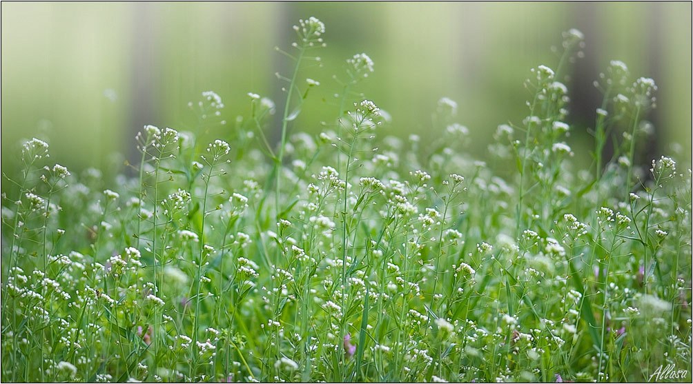 photo "***" tags: nature, fragment, flowers