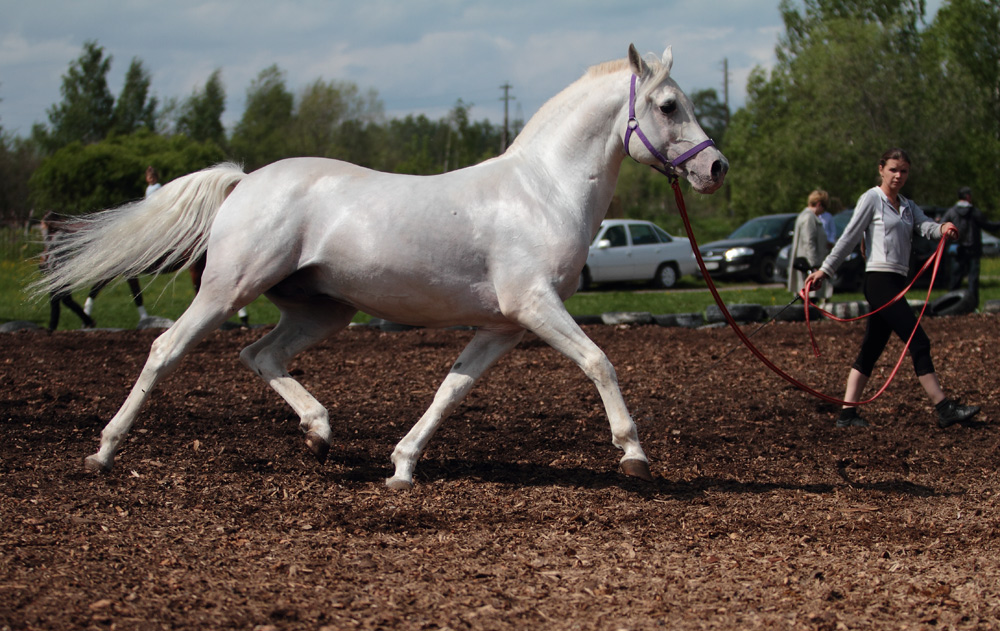 photo "***" tags: nature, pets/farm animals