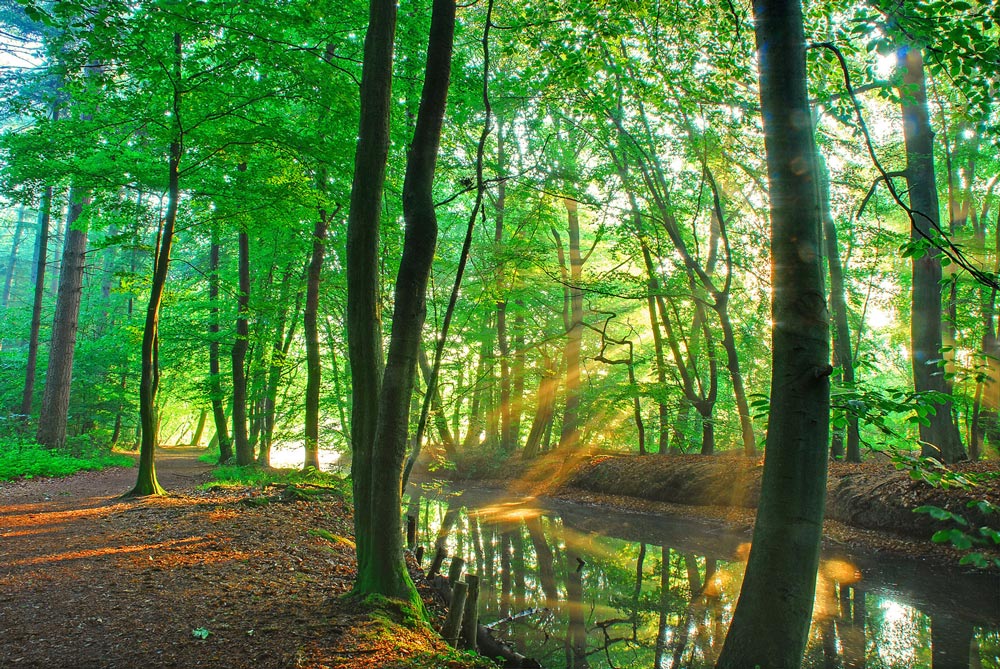 фото "6 o clock in the morning....." метки: пейзаж, закат, лес