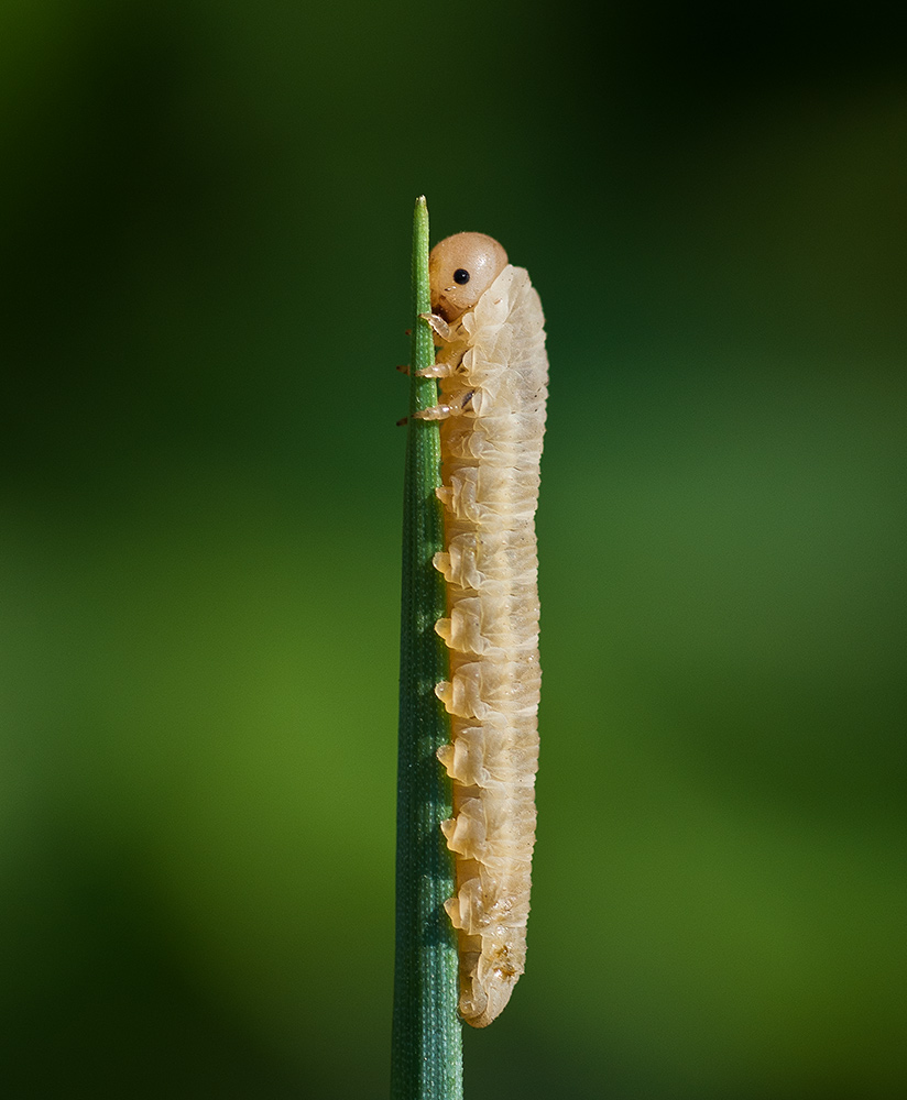 photo "гусеница макро" tags: nature, insect