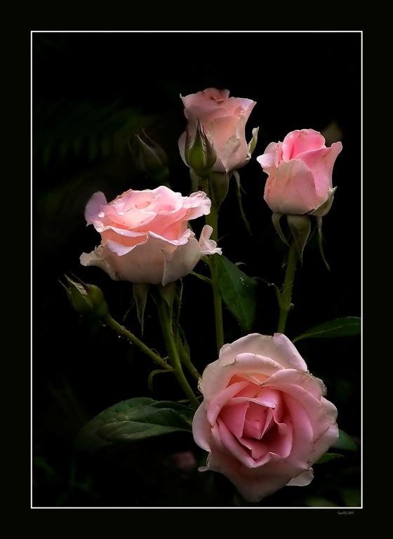 фото "Розы" метки: природа, цветы