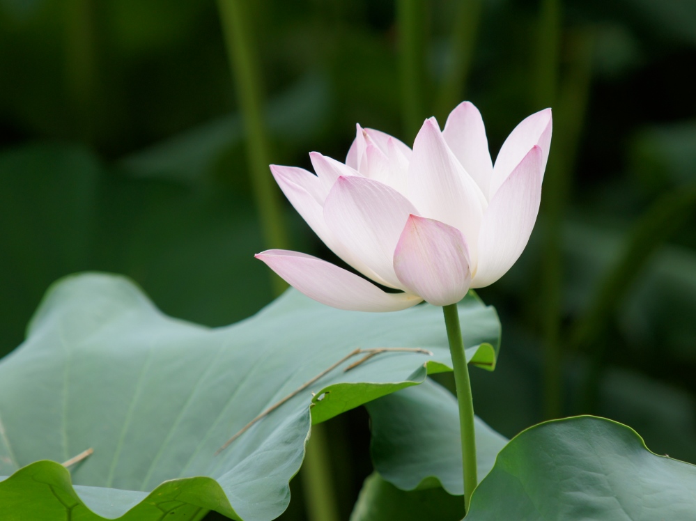 фото "lotus" метки: пейзаж, природа, лето, цветы