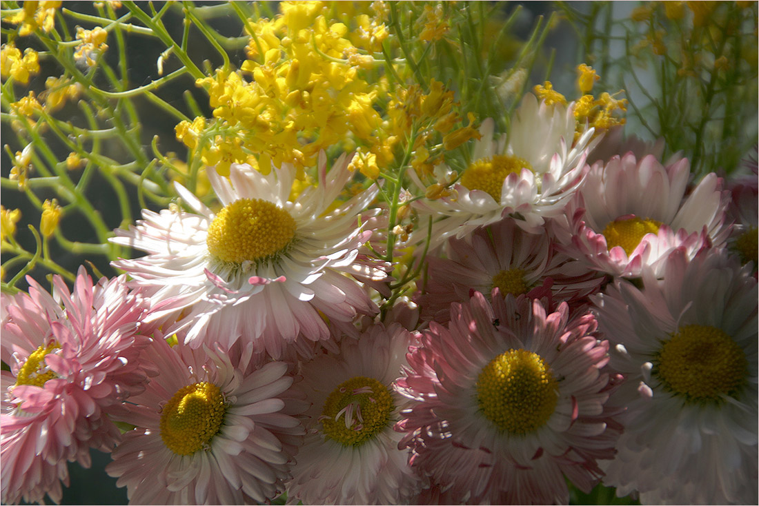 photo "The Lullaby for the Sun" tags: nature, flowers