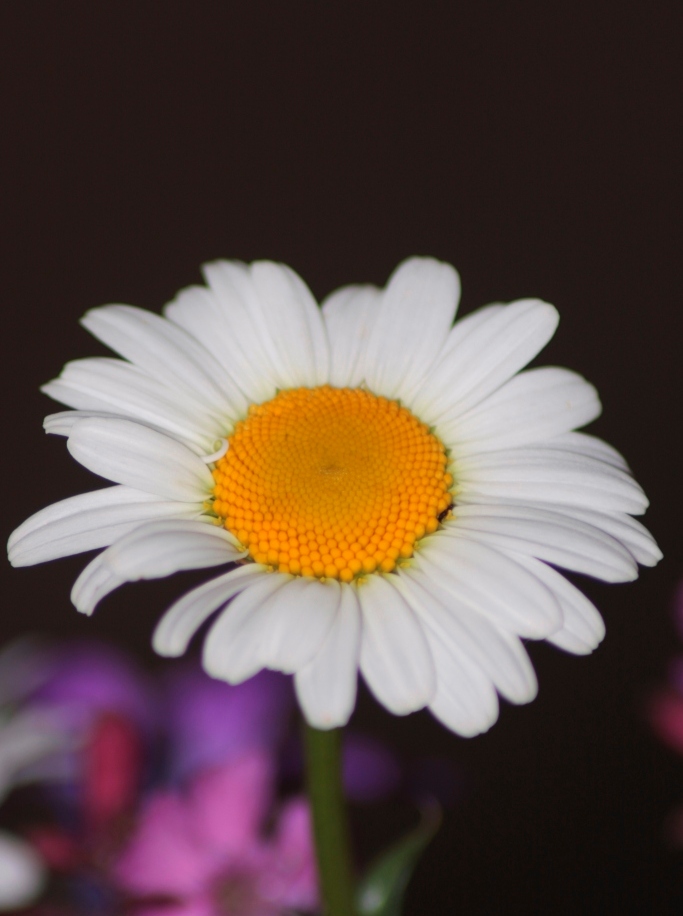 photo "***" tags: macro and close-up, 